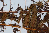 中華桫欏藏品圖，第4張