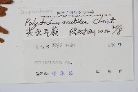 臺東耳蕨藏品圖，第2張