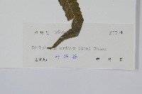 擬毛蕨藏品圖，第2張