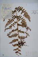 毛果鱗蓋蕨藏品圖，第1張