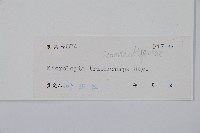 毛果鱗蓋蕨藏品圖，第2張