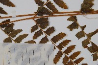 毛果鱗蓋蕨藏品圖，第4張