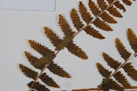 毛果鱗蓋蕨藏品圖，第5張