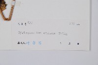 离脈柳葉蕨藏品圖，第2張