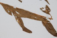 离脈柳葉蕨藏品圖，第3張