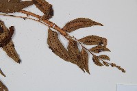 离脈柳葉蕨藏品圖，第4張