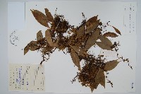 骨牌蕨藏品圖，第1張