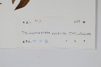 骨牌蕨藏品圖，第2張