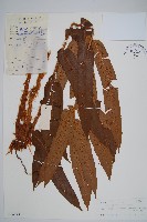 大羽鱗毛蕨藏品圖，第1張