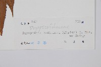 大羽鱗毛蕨藏品圖，第2張