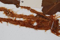 大羽鱗毛蕨藏品圖，第3張