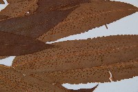 大羽鱗毛蕨藏品圖，第5張