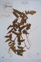 淡綠短腸蕨藏品圖，第1張