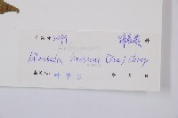 淡綠短腸蕨藏品圖，第3張