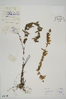 薄葉孔雀鐵角蕨、邊孢鐵角蕨藏品圖，第1張