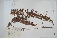 腎蕨藏品圖，第1張