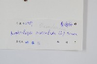 腎蕨藏品圖，第2張