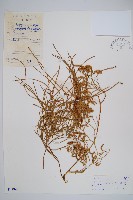 木賊葉石松藏品圖，第1張