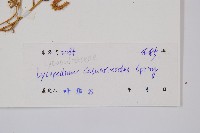 木賊葉石松藏品圖，第2張