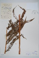 假毛蕨藏品圖，第1張