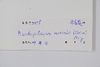 假毛蕨藏品圖，第2張