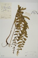 登錄號:P004850藏品圖，第1張