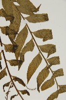 登錄號:P004850藏品圖，第3張