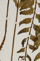 登錄號:P004850藏品圖，第4張