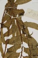 登錄號:P004850藏品圖，第5張