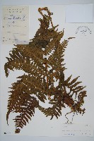 華中介蕨藏品圖，第1張