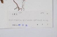 華中介蕨藏品圖，第2張