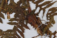 華中介蕨藏品圖，第3張