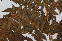 華中介蕨藏品圖，第4張