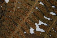 華中介蕨藏品圖，第5張