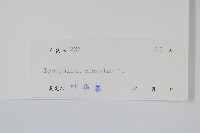 石松藏品圖，第2張