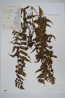 毛腳金星蕨藏品圖，第1張