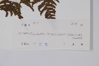 毛腳金星蕨藏品圖，第2張