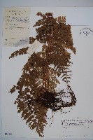 中越耳蕨藏品圖，第1張