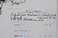 中越耳蕨藏品圖，第2張