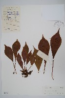 車前蕨藏品圖，第1張