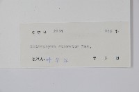 車前蕨藏品圖，第2張