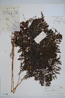 稀子蕨藏品圖，第1張