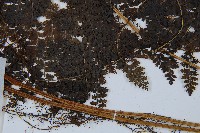 稀子蕨藏品圖，第4張