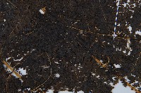 稀子蕨藏品圖，第5張