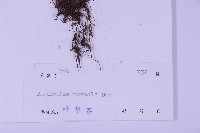 生芽鐵角蕨藏品圖，第2張