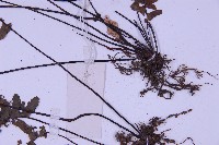 生芽鐵角蕨藏品圖，第3張