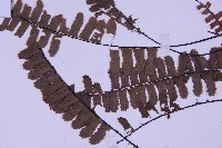 生芽鐵角蕨藏品圖，第4張