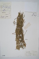 芼管草藏品圖，第1張