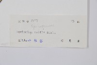 芼管草藏品圖，第2張