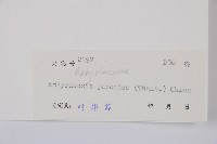 假蹄蓋蕨藏品圖，第3張